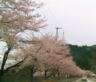 そうそう、道中はきれいな桜が！！！